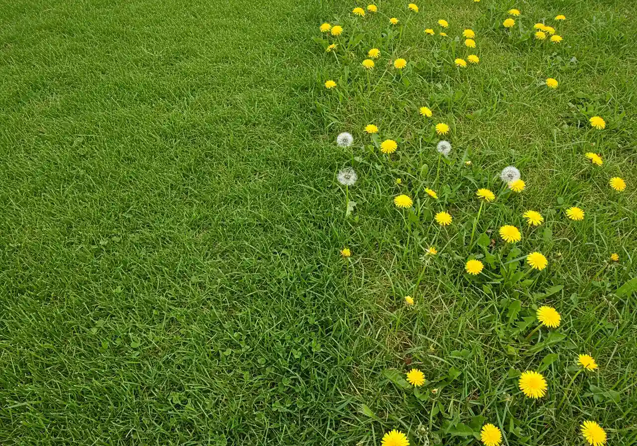 A clear visual comparison within a single residential lawn frame. One side shows healthy green grass neatly mown to approximately 10cm. The adjacent side features significantly taller, unkempt grass mixed with common weeds like dandelions, clearly exceeding the 15cm height limit, illustrating the contrast between maintained and neglected lawn sections.