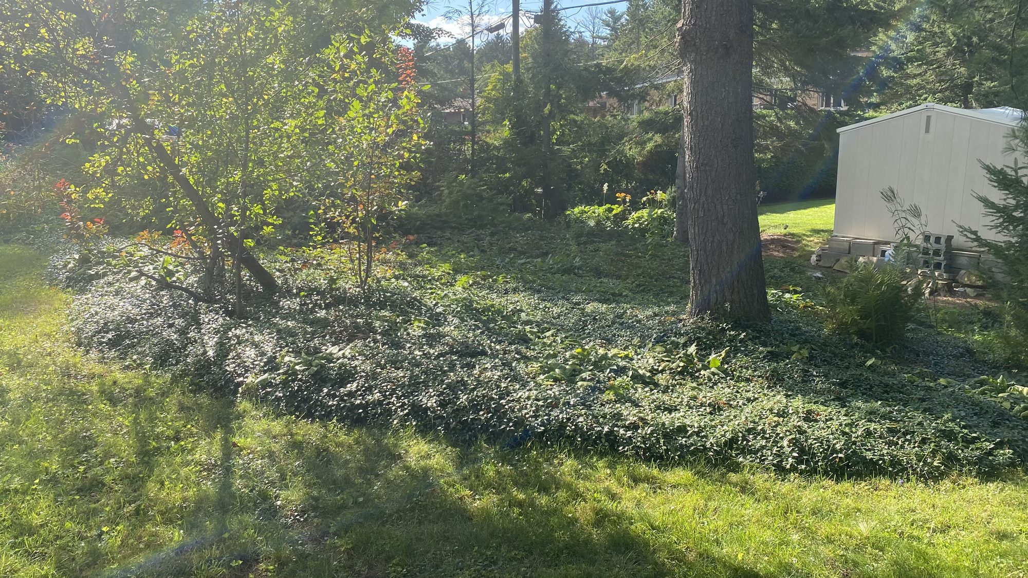 Wide view of overgrown Nepean garden showing full extent of derecho storm damage and periwinkle coverage