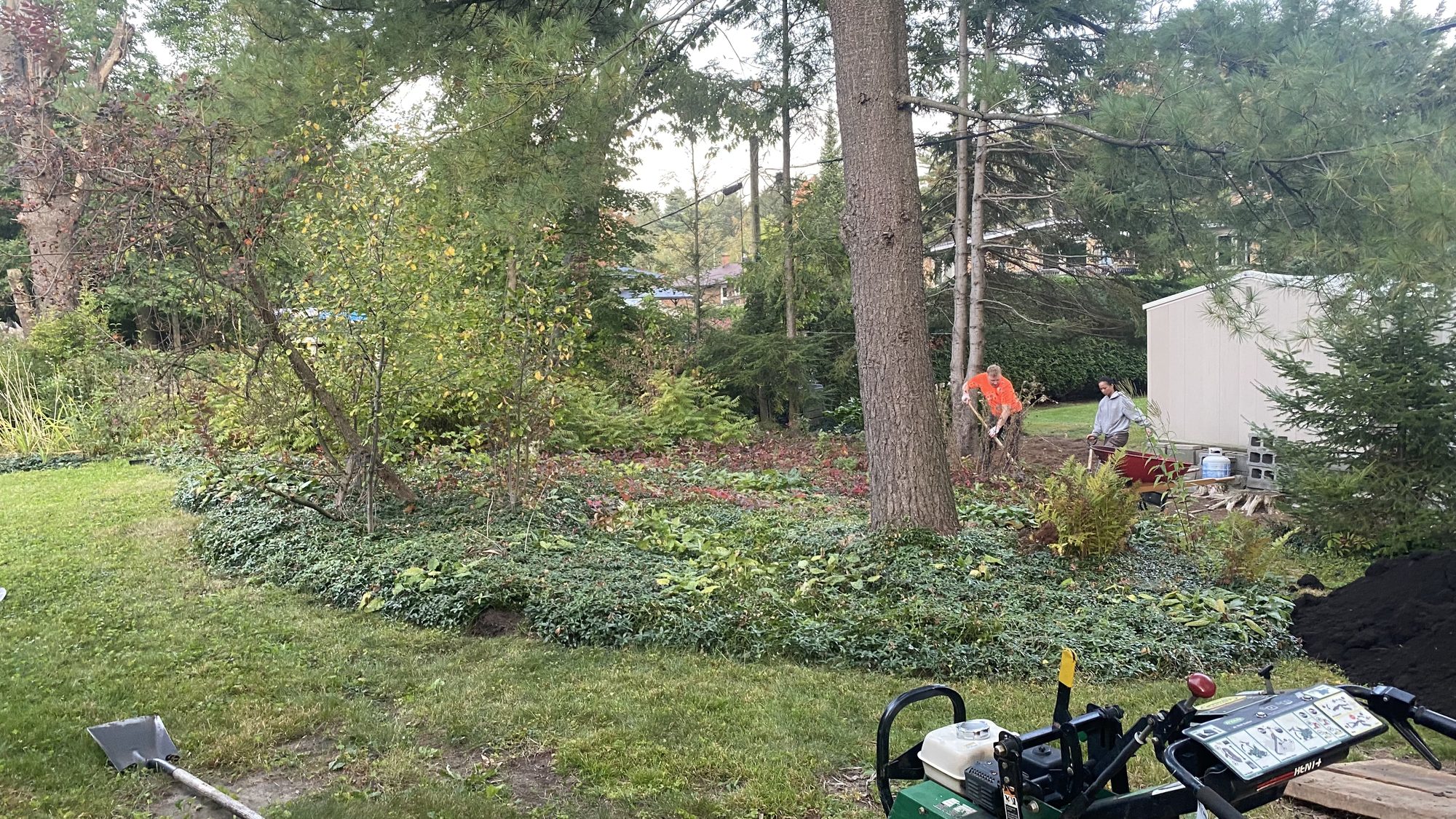 Overgrown Nepean garden area with dense vegetation and buried tree stumps after derecho
