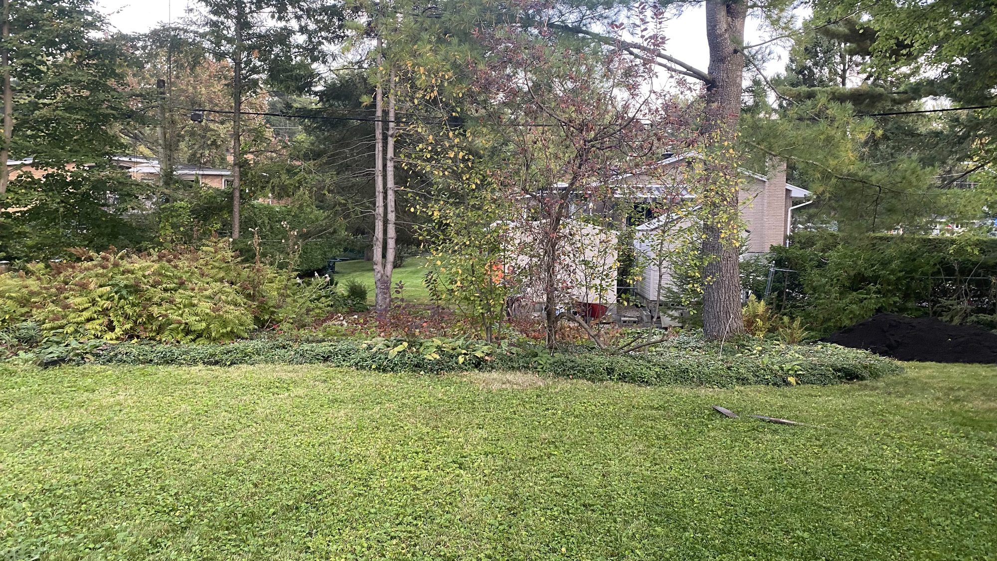 Inaccessible Nepean backyard section choked with invasive periwinkle ground cover