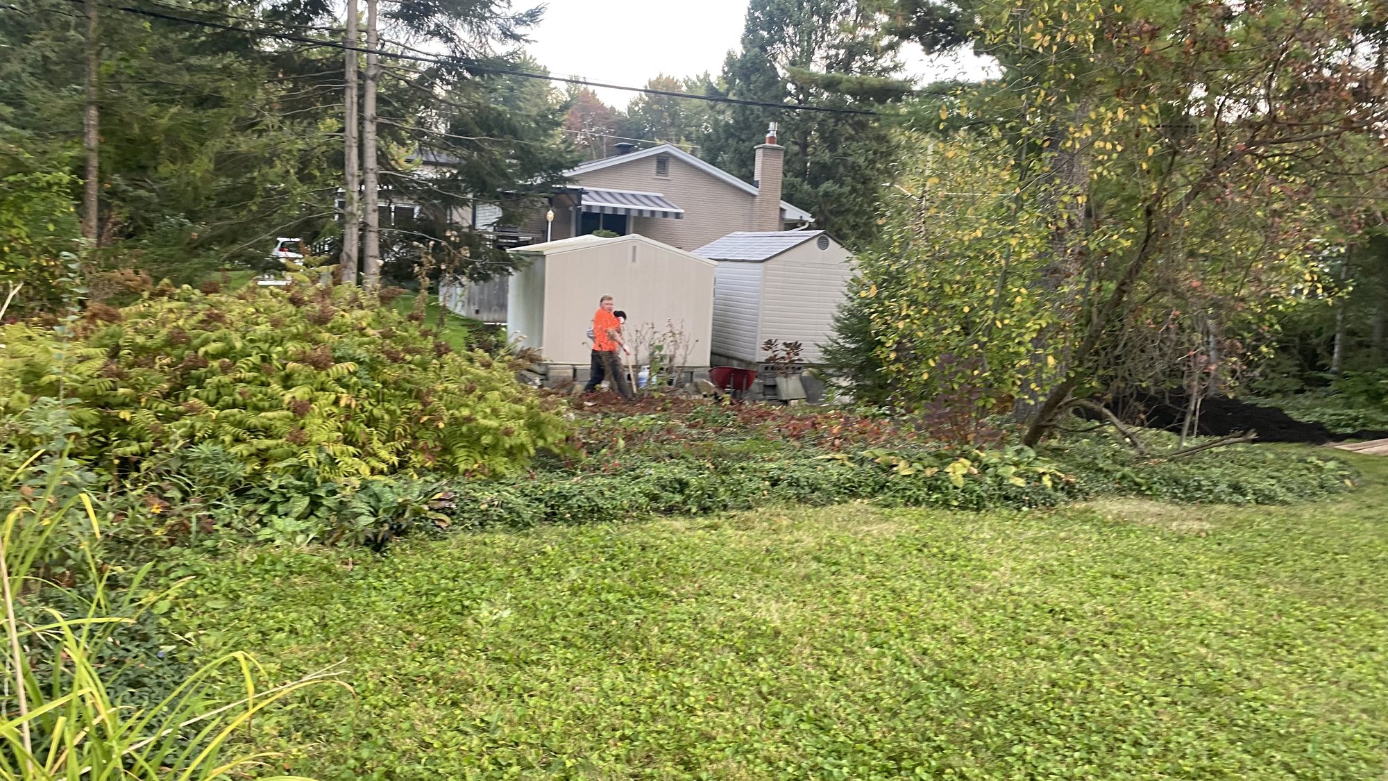 Nepean garden area partially cleared showing scale of periwinkle and debris cleanup work
