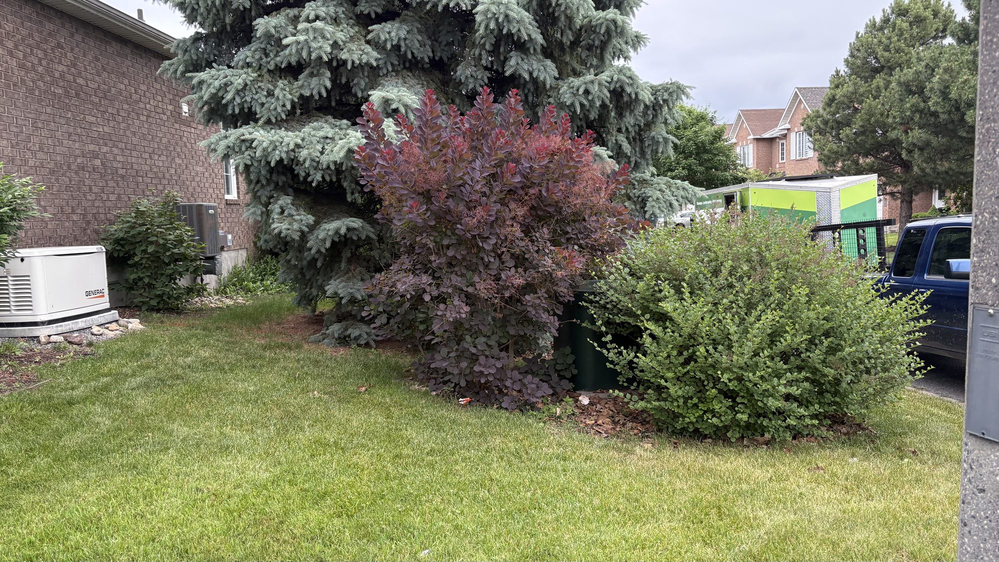 Greg's knee-high lawn in Nepean before cleanup