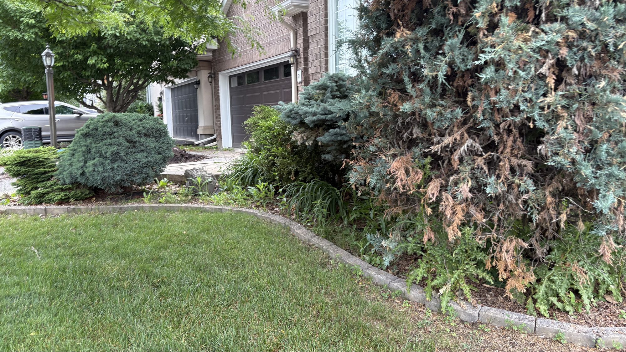 Wide view of neglected Nepean lawn showing full extent of overgrown grass and weedy garden beds