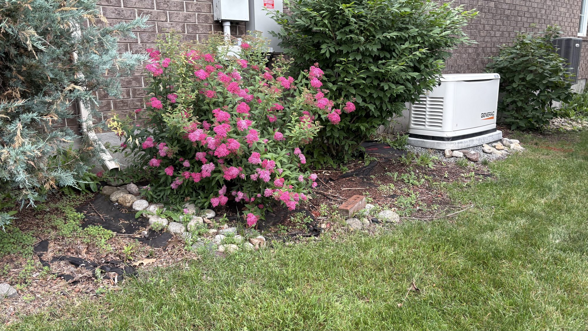 Close-up of overgrown garden bed edge with grass and weeds growing over borders