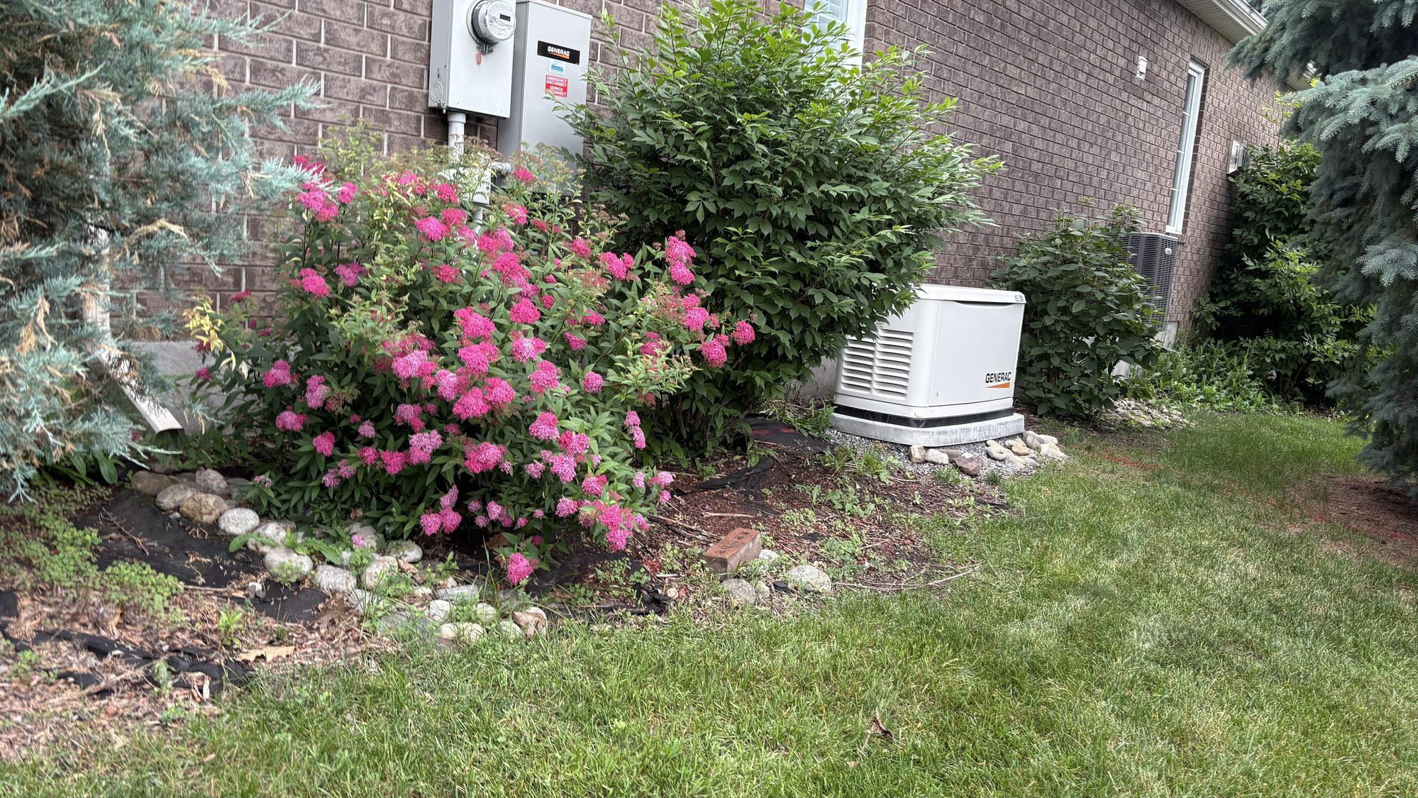 Another section of neglected Nepean yard showing tall grass and buried landscaping features