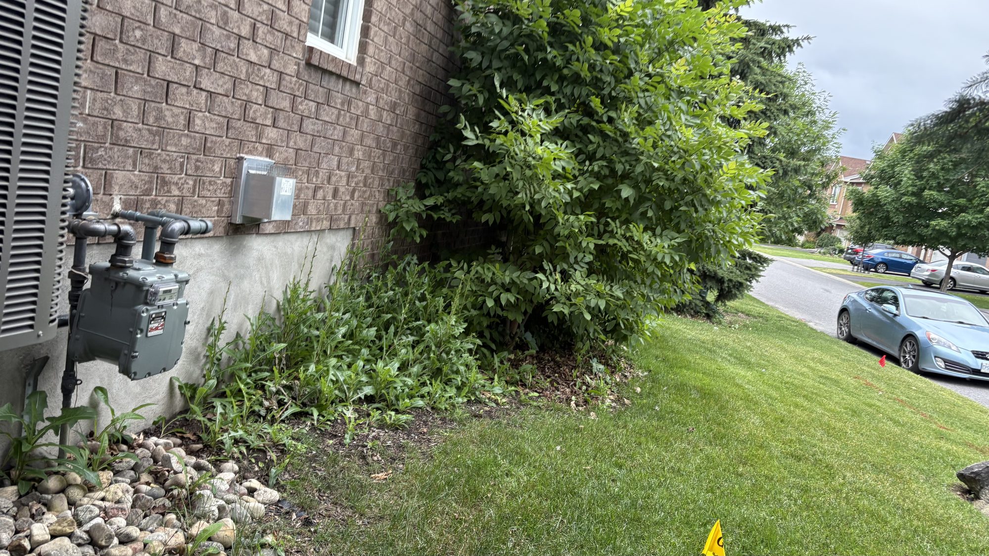 Neglected garden area with tall grass encroaching on walkways and beds