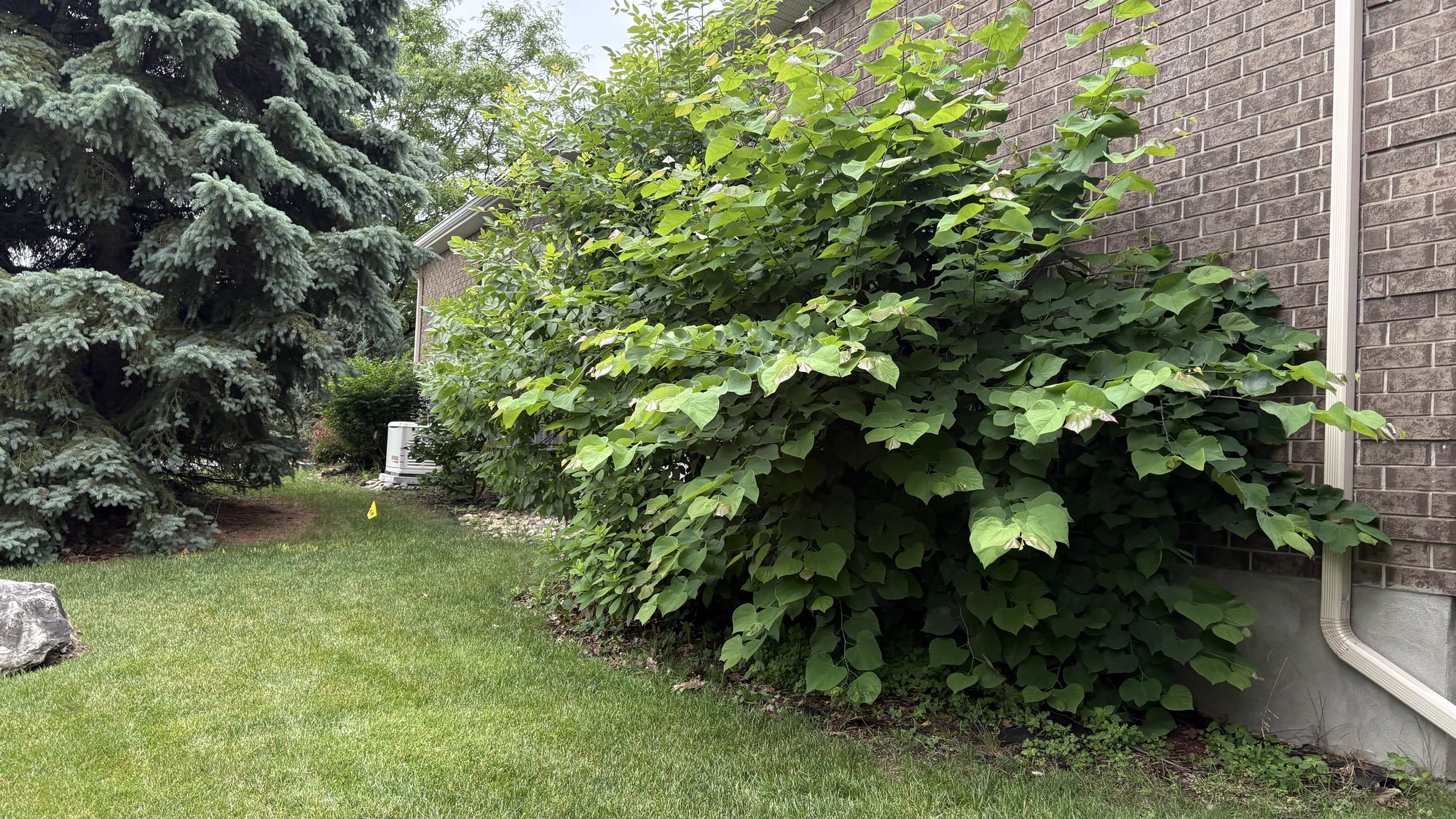Overgrown rear section of Nepean property needing complete spring cleanup