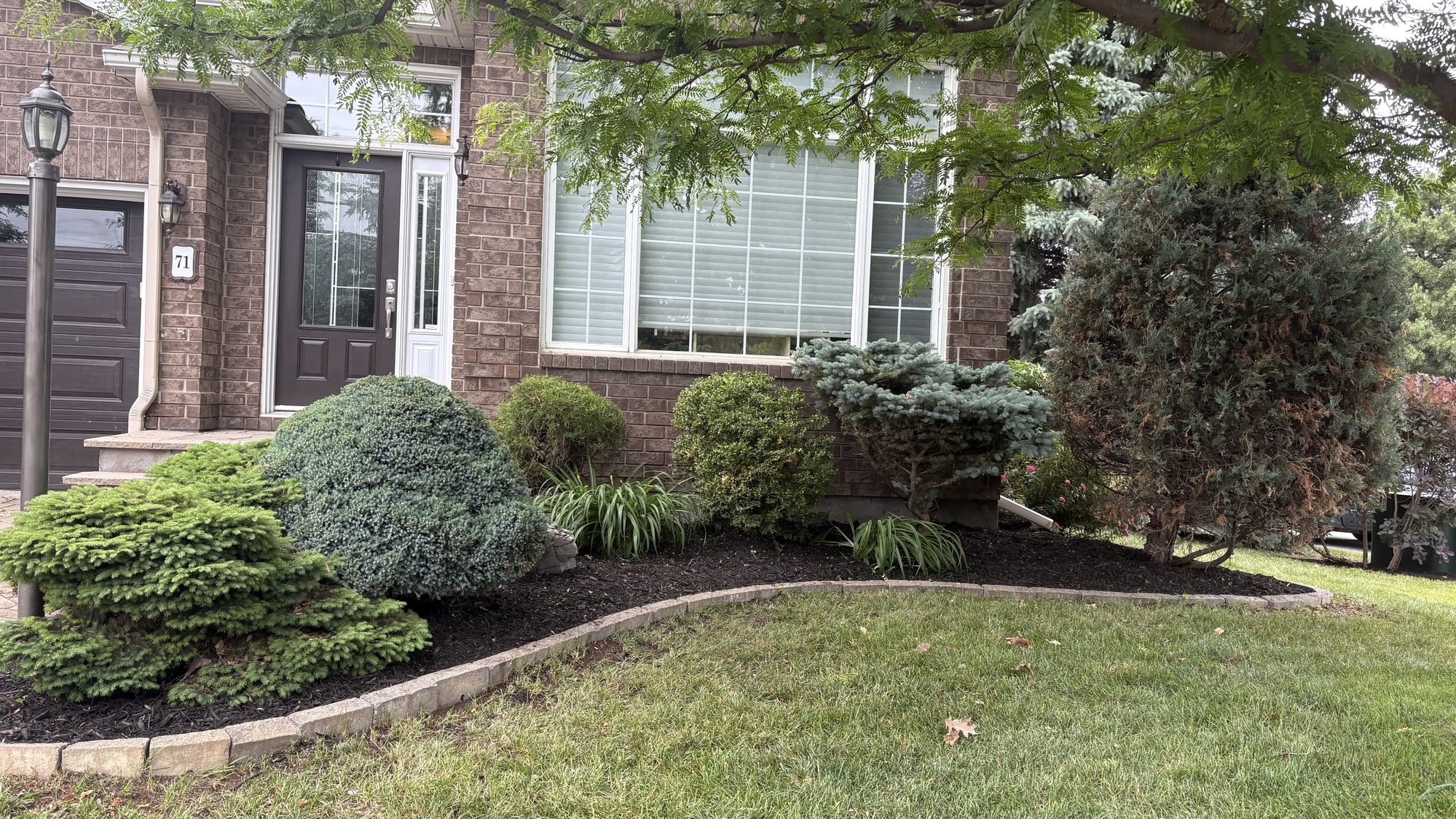 Freshly mowed Nepean lawn after spring cleanup showing clean even cut across entire yard