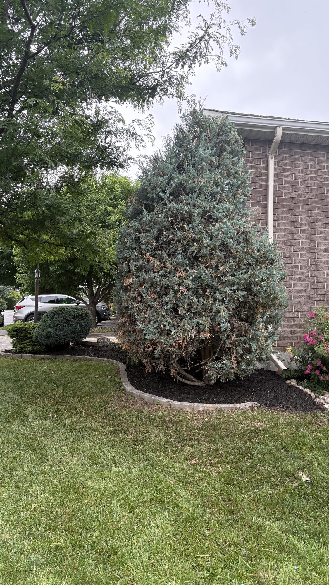 Portrait view of cleaned garden bed and sharpened walkway borders on Nepean property