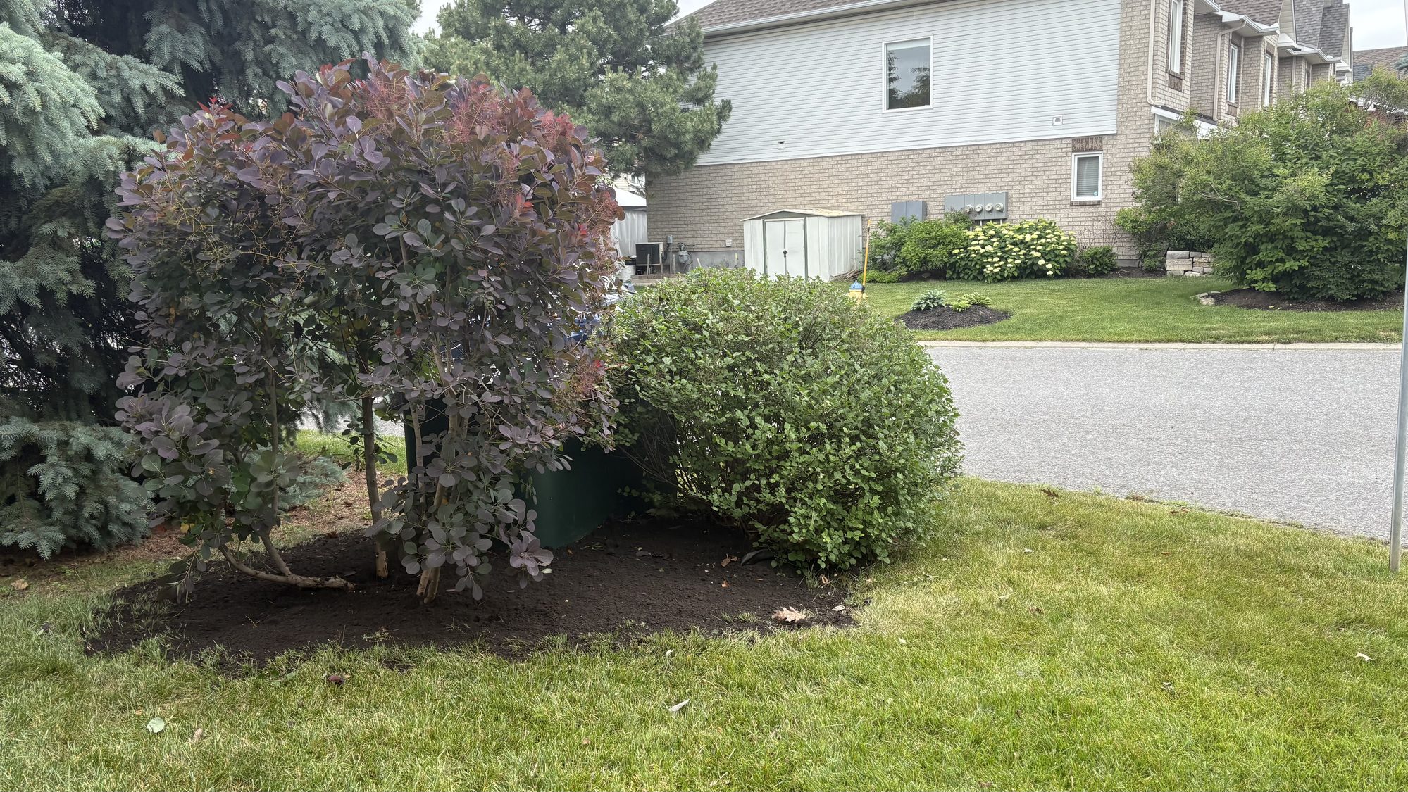 Restored front yard section showing clean lawn and defined garden borders in Nepean