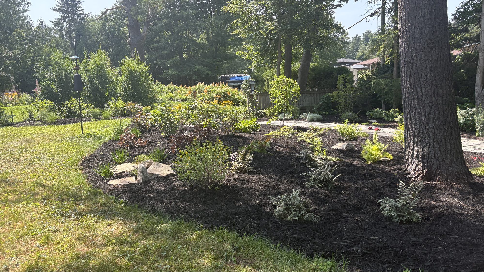 Layered perennial plantings establishing alongside flagstone garden path in Nepean