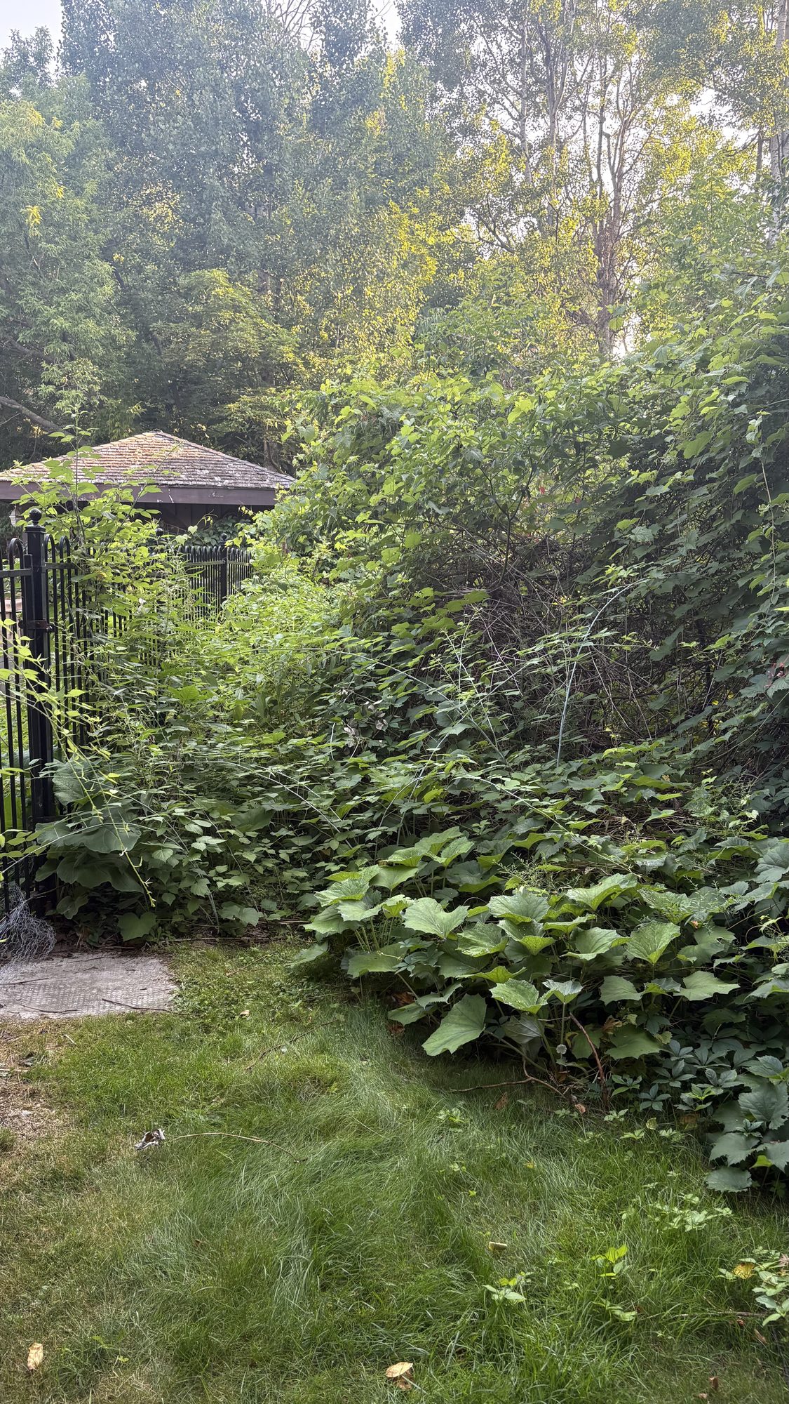 Close view of heavy overgrowth and tangled vegetation consuming Margaret's Barrhaven garden beds