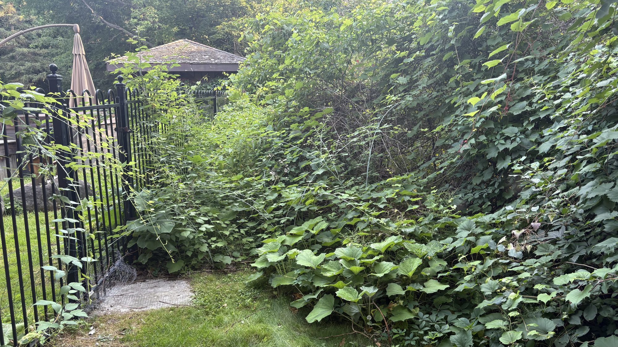 Margaret's overgrown Barrhaven property before cleanup with dense weeds and tangled vegetation