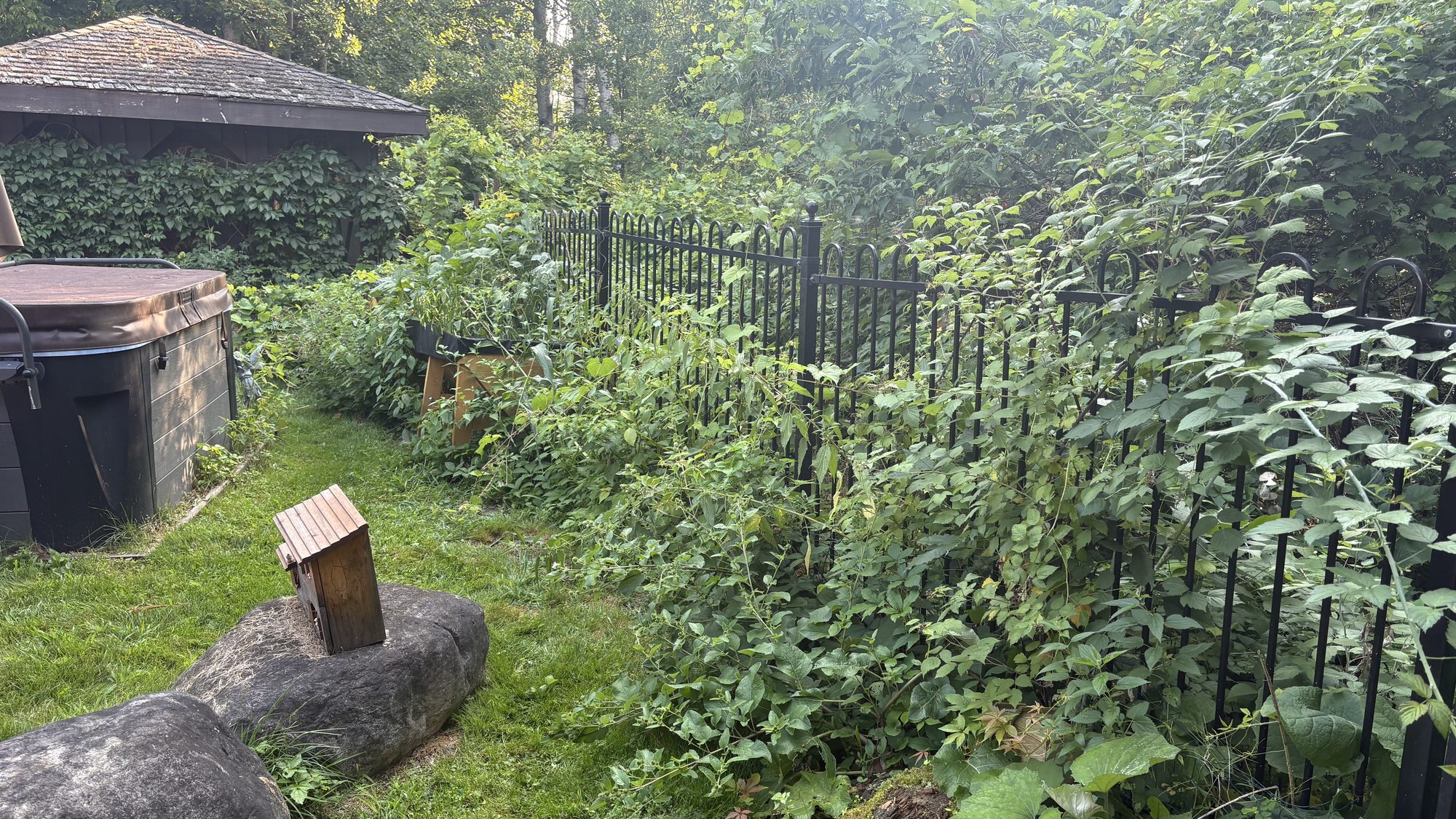 Wide view of Margaret's Barrhaven property showing the full extent of overgrown vegetation and weeds