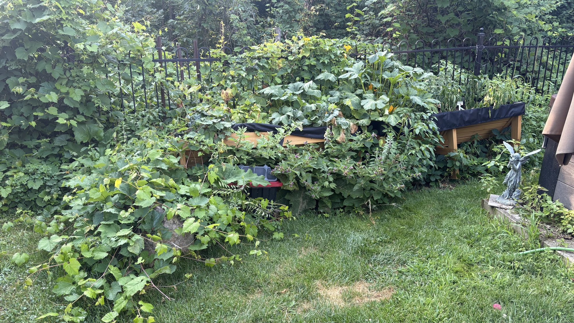 Another section of overgrown property showing tangled vegetation and buried landscape features