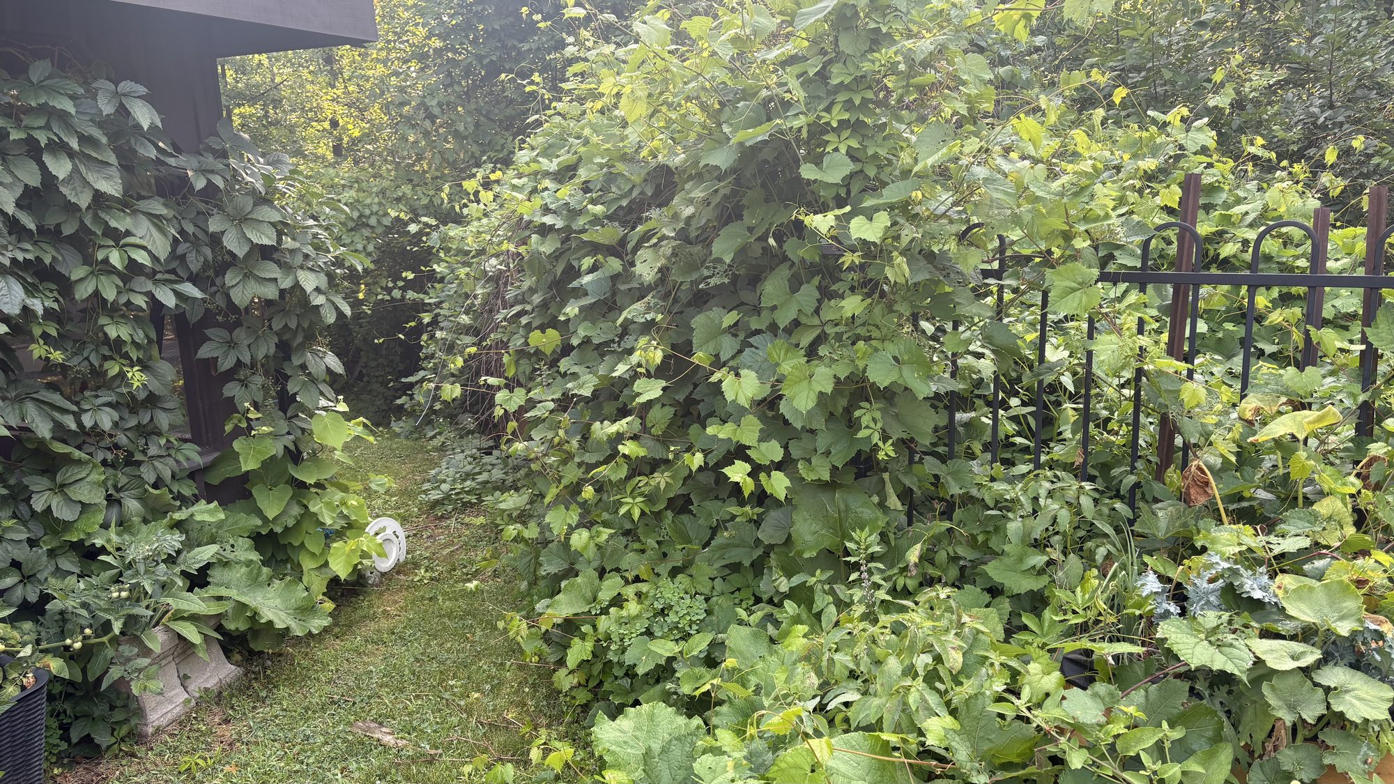 Overgrown Barrhaven property section showing weeds growing through garden borders and pathways