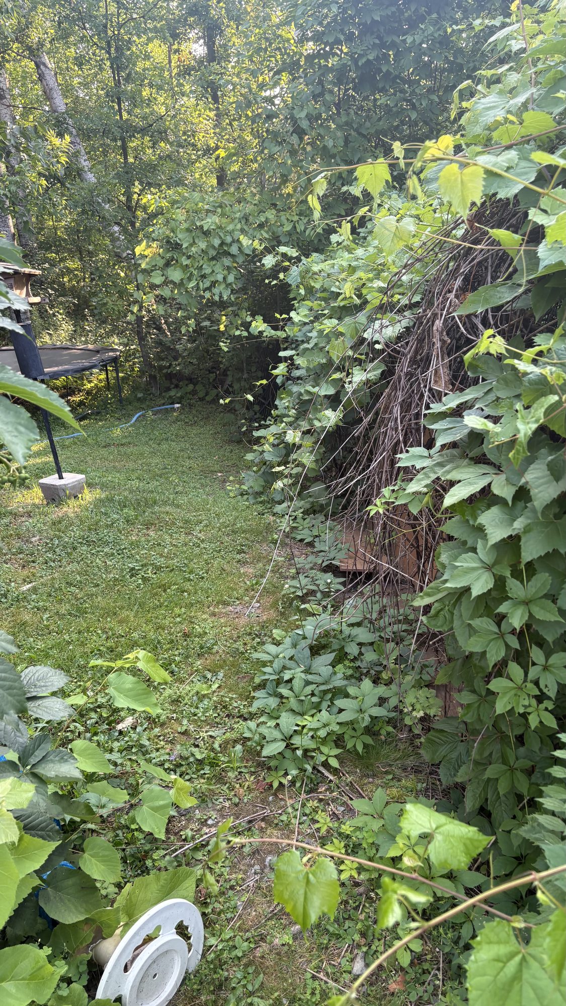 Portrait view of dense overgrowth along property edge in Barrhaven yard before cleanup
