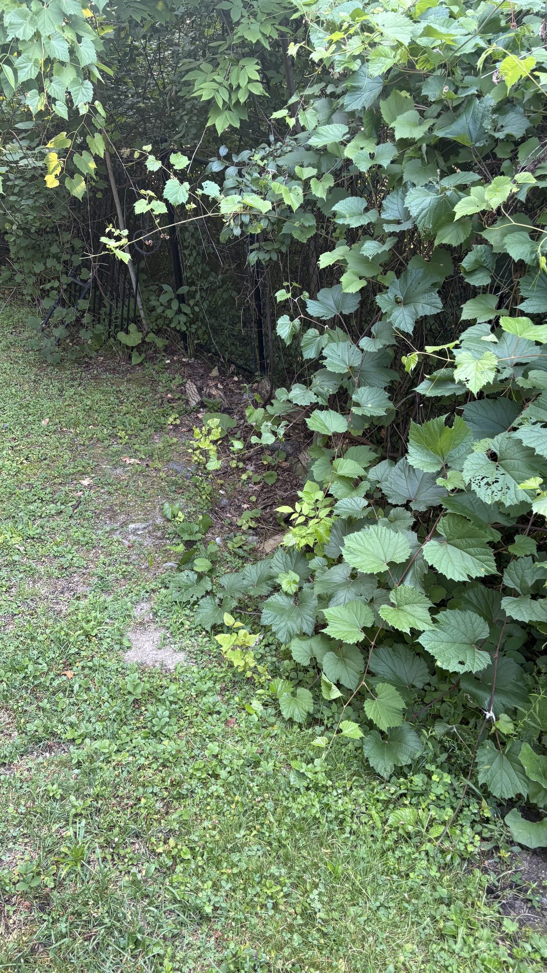 Tall weeds and tangled vegetation towering over garden beds in overgrown Barrhaven property
