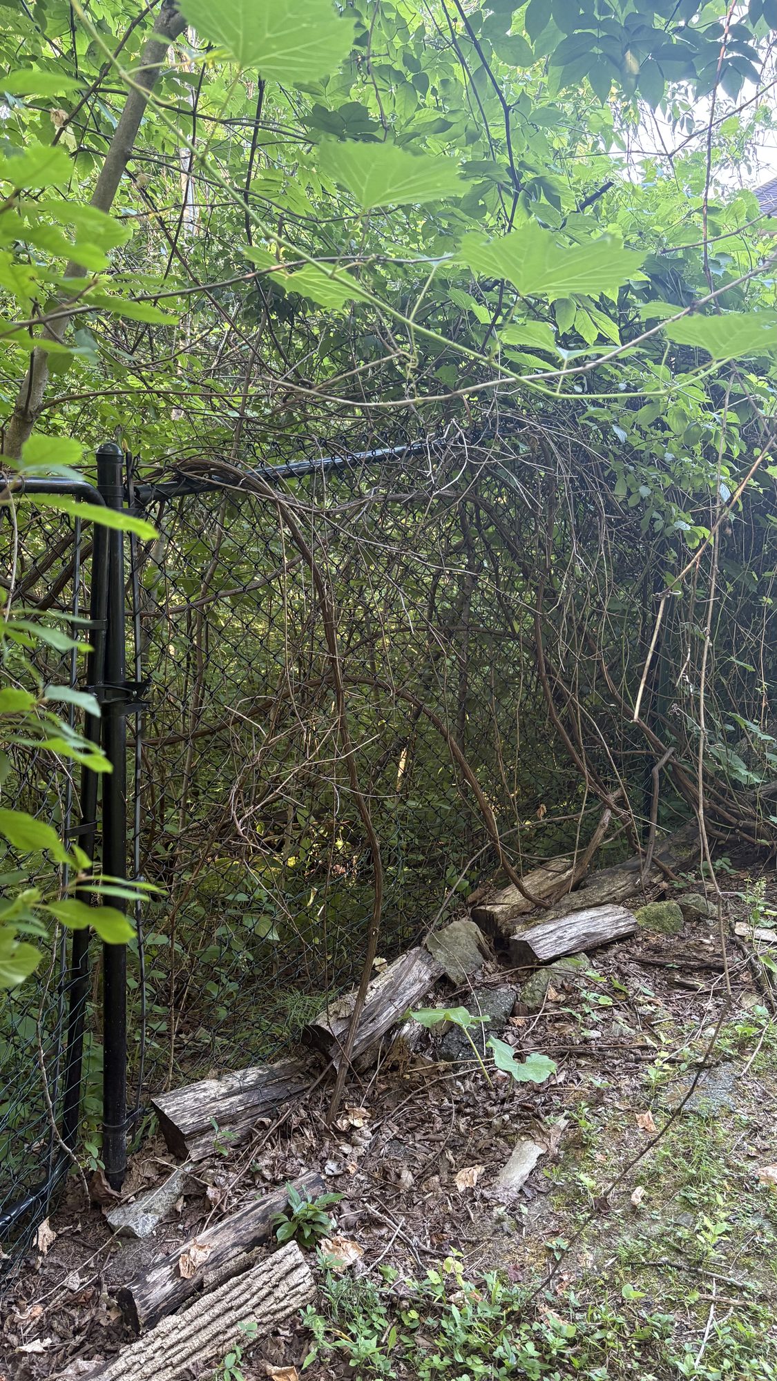 Close-up of invasive vegetation covering every surface of the neglected Barrhaven garden