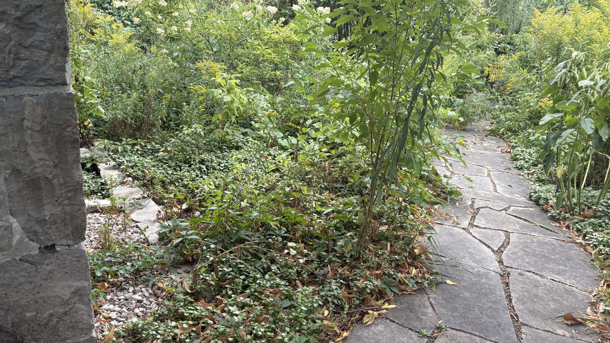Close-up of overgrown garden beds consumed by aggressive weeds and volunteer growth on Winchester property