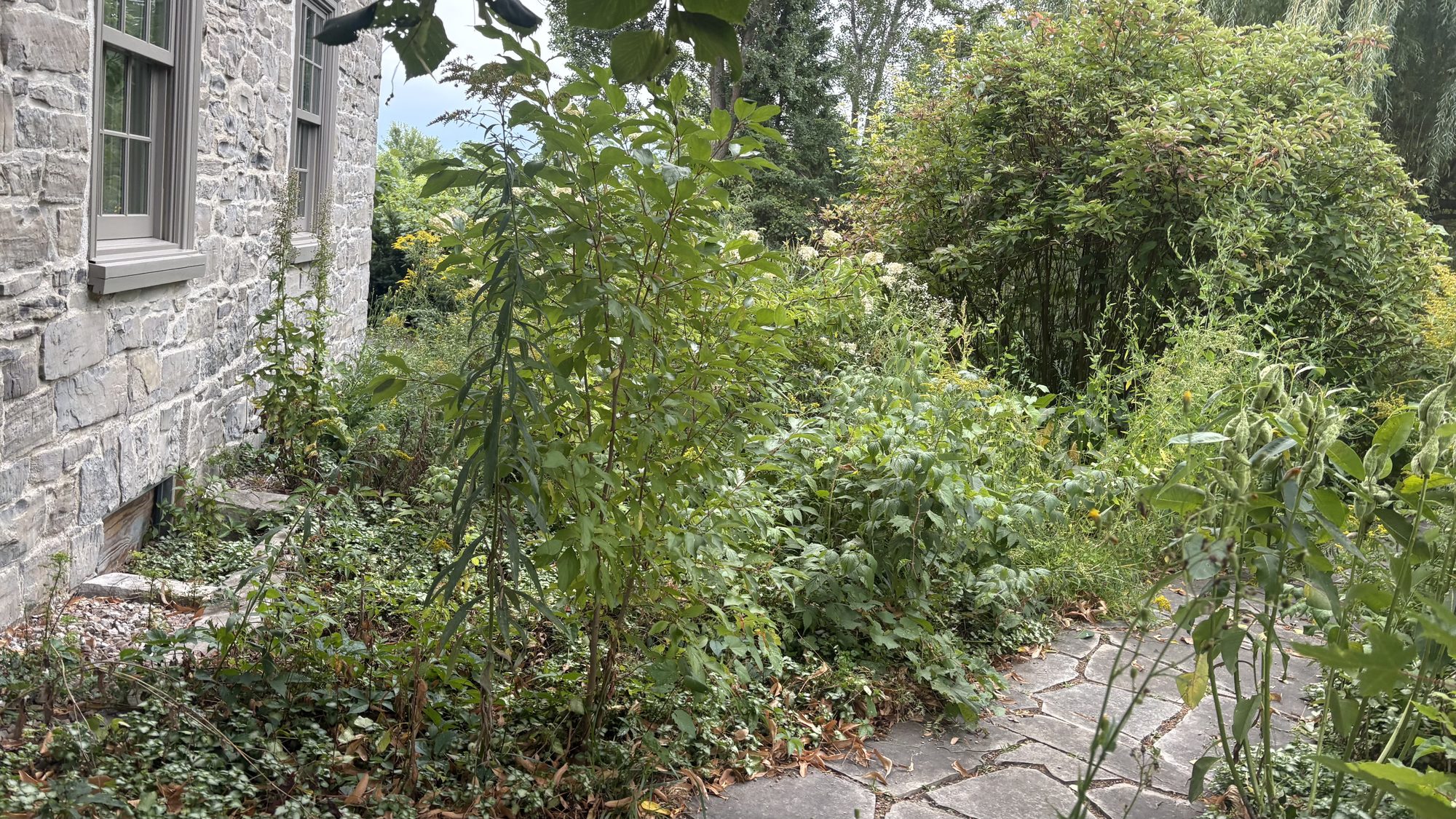 Wide view of neglected Winchester property showing full extent of overgrown vegetation and buried landscape features