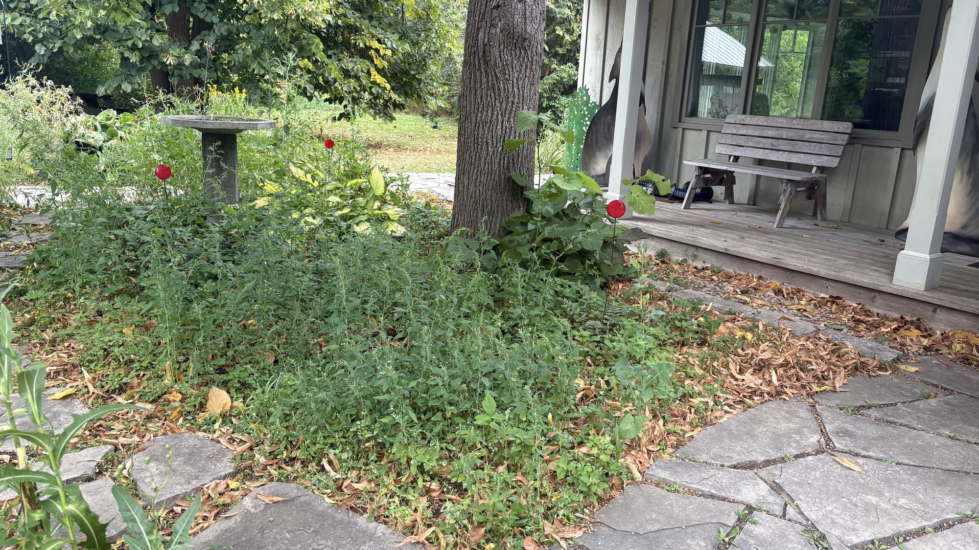 Overgrown garden area along property fence line needing complete clearing in Winchester