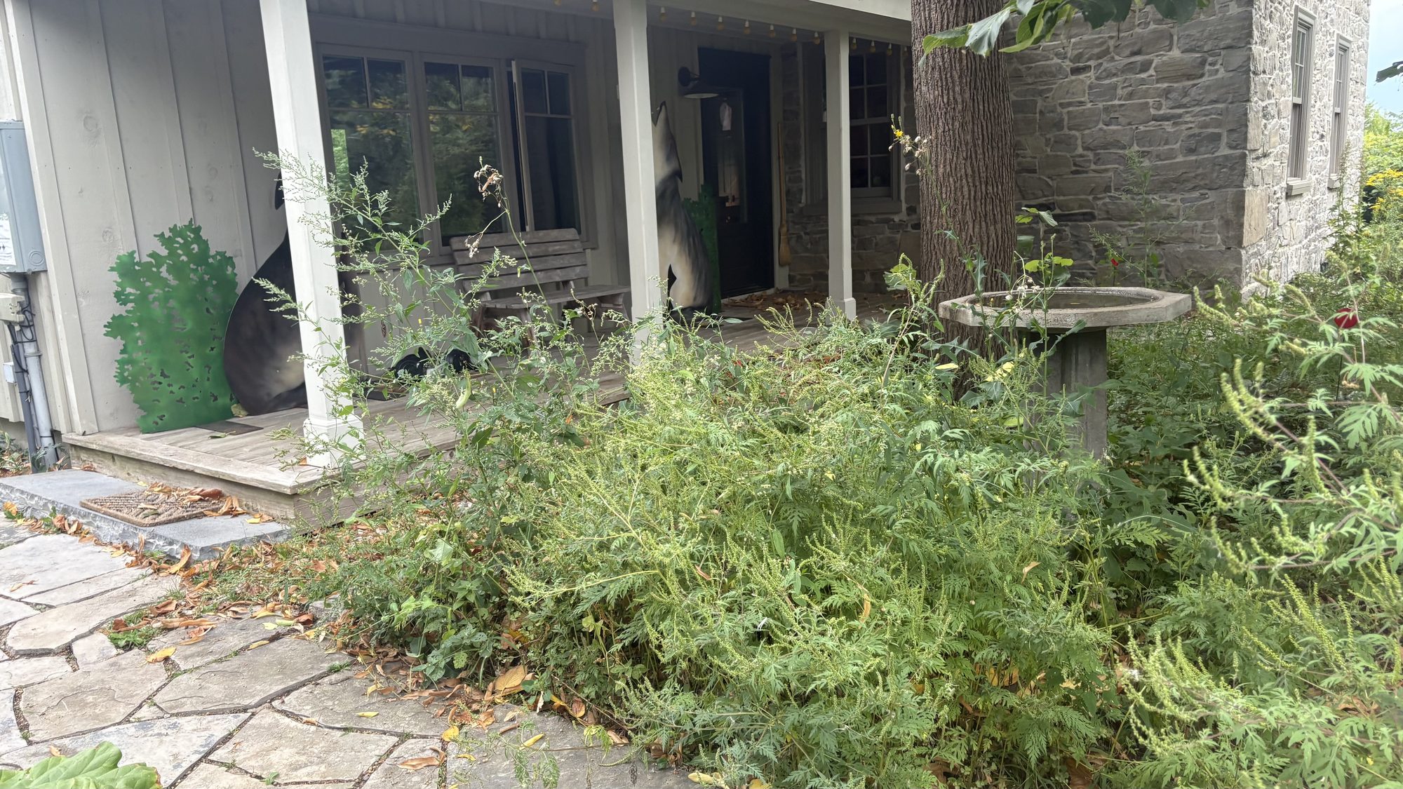 Neglected shrubs and vegetation growing over walkway on Winchester residential property