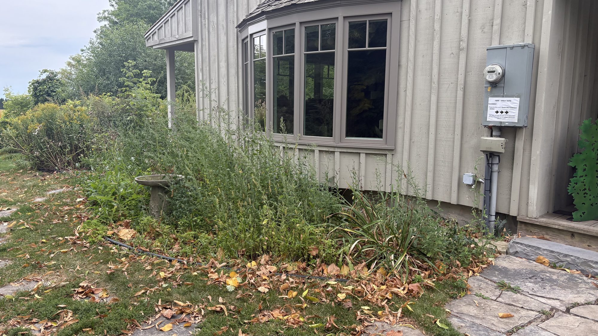 Overgrown garden section with tangled vegetation near house foundation on Winchester property