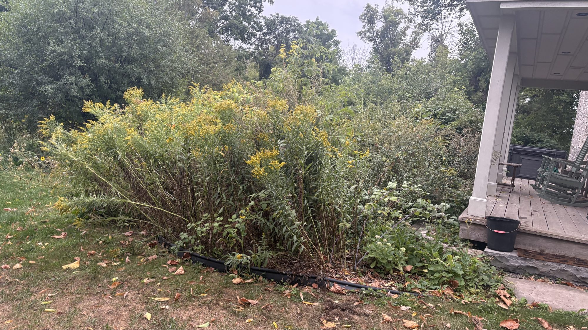 Neglected corner of property with vegetation growing into pathways and structures