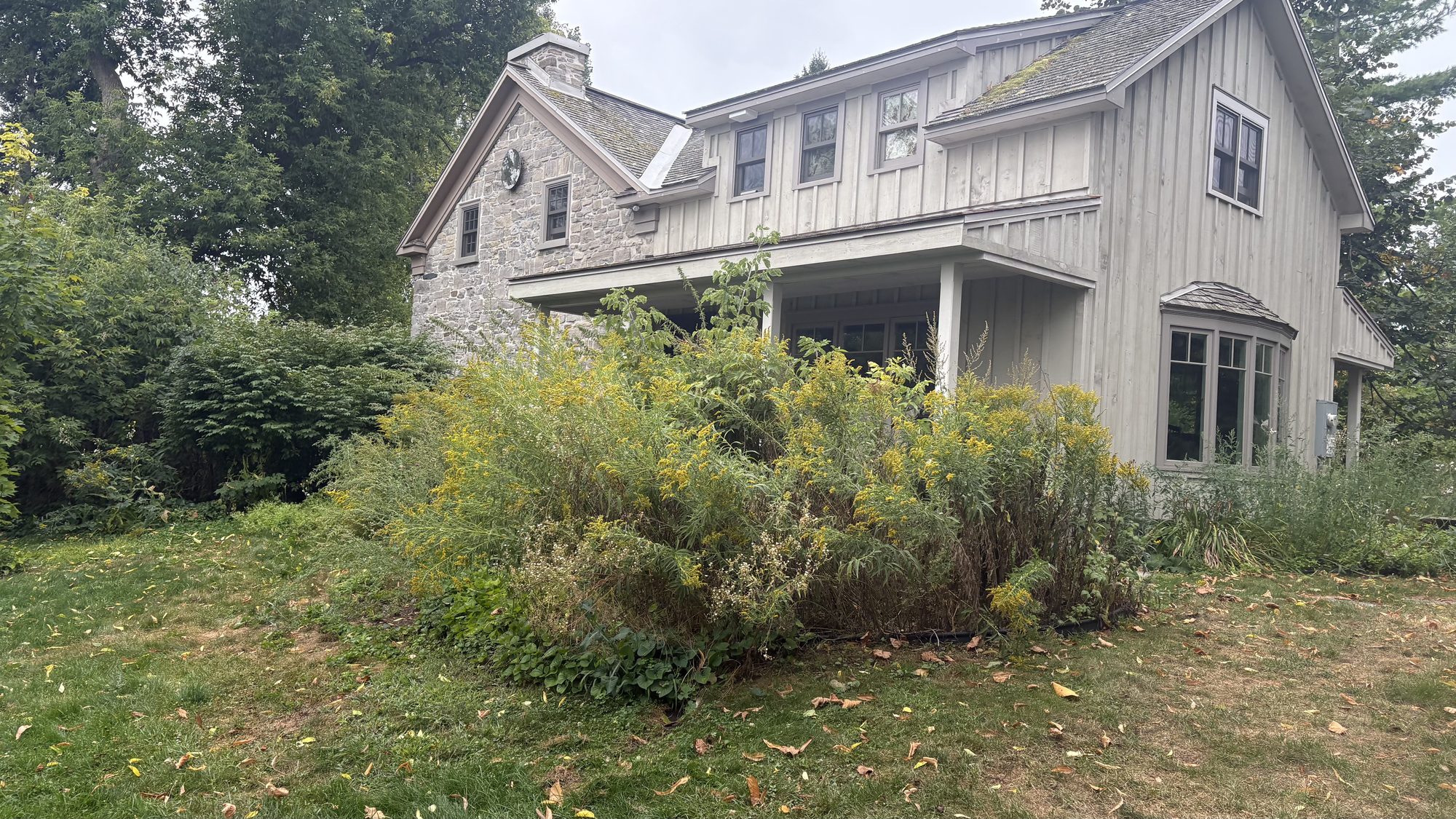 Side yard section choked with weeds and overgrown landscaping needing restoration