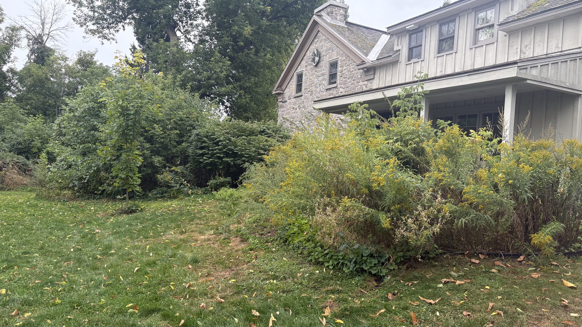 Tom and Sandra's overgrown Winchester property before cleanup