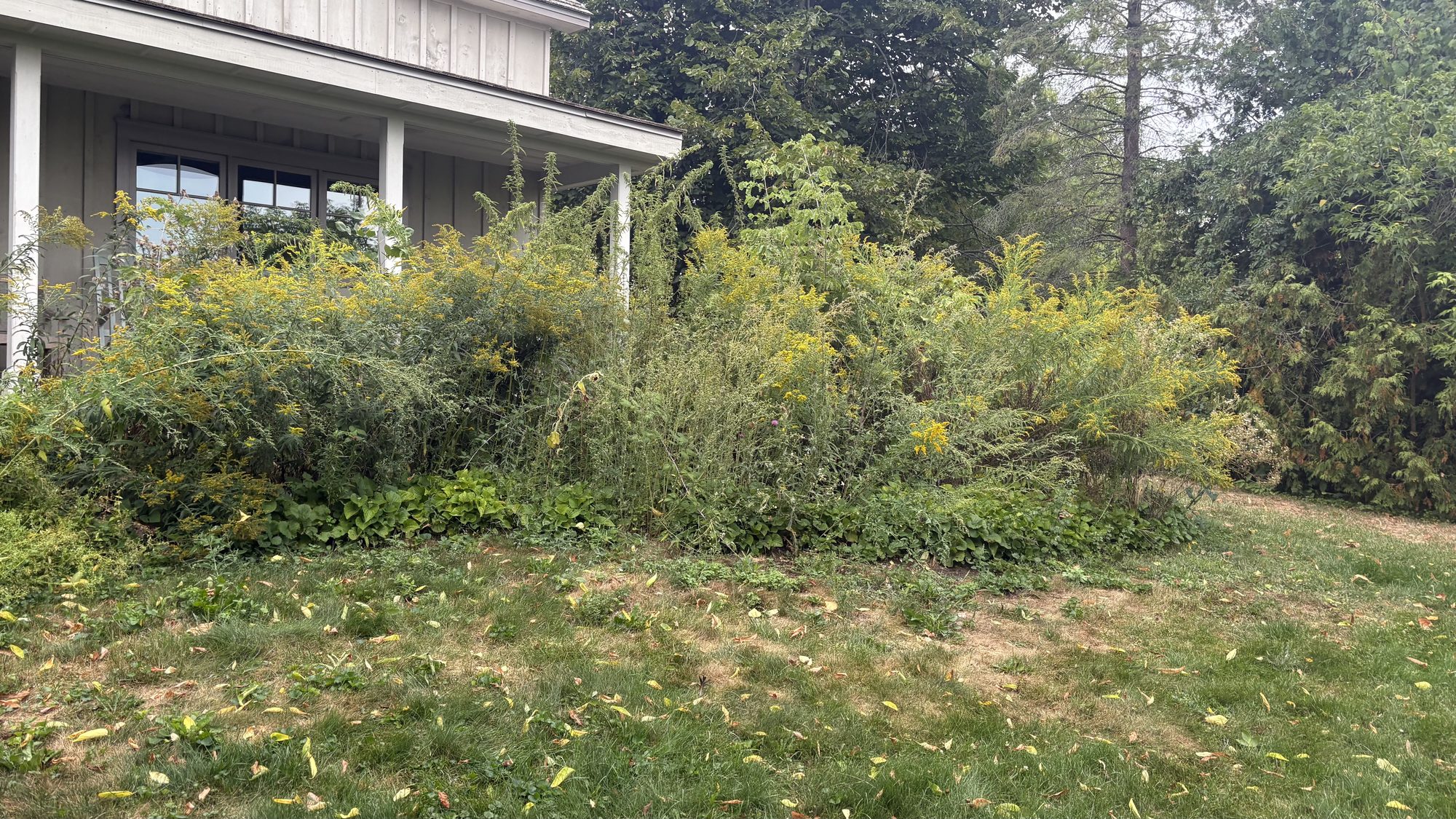 Additional view of overgrown Winchester property section before cleanup began