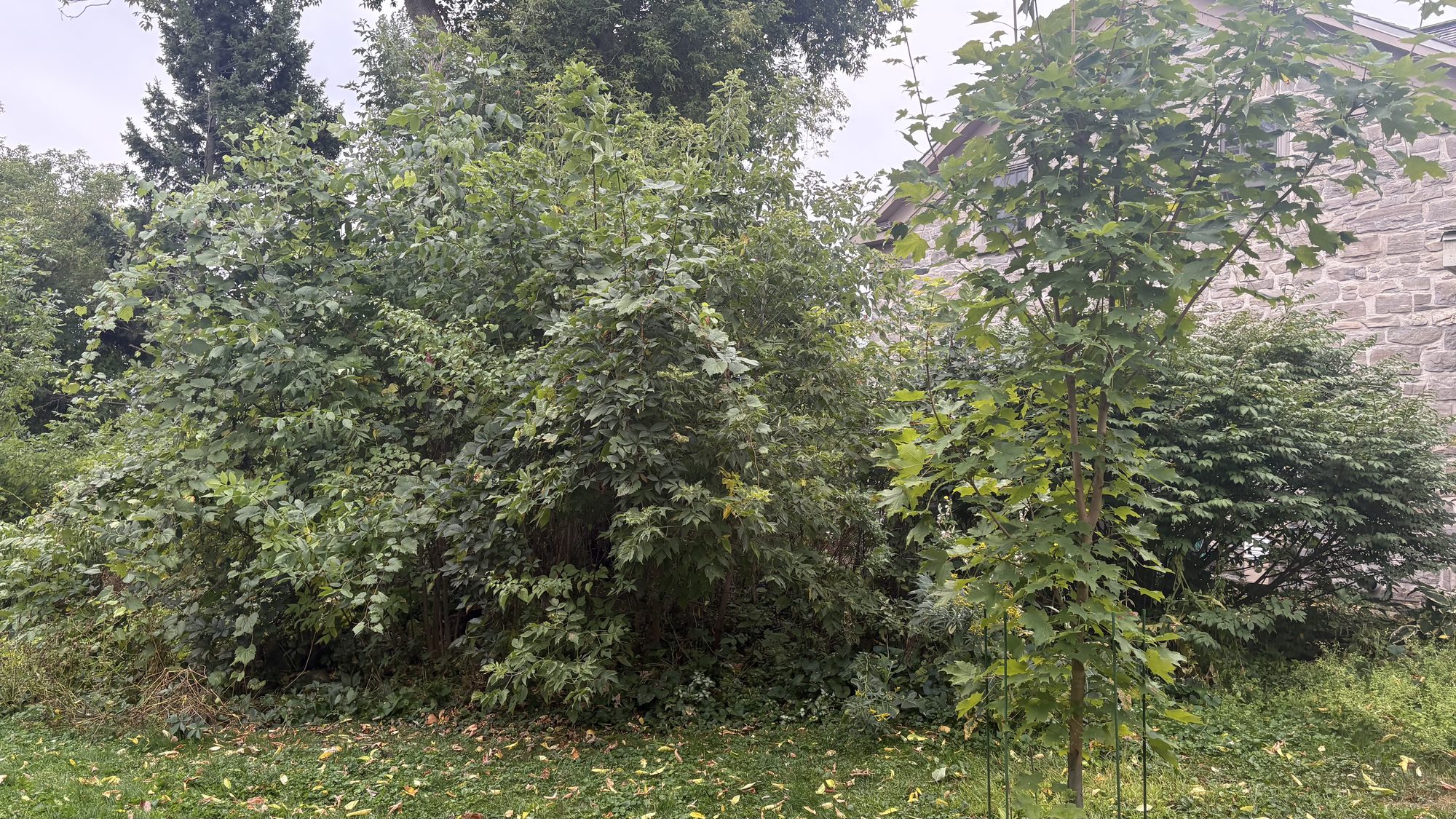 Overgrown garden bed with invasive plants spreading across Winchester property boundaries