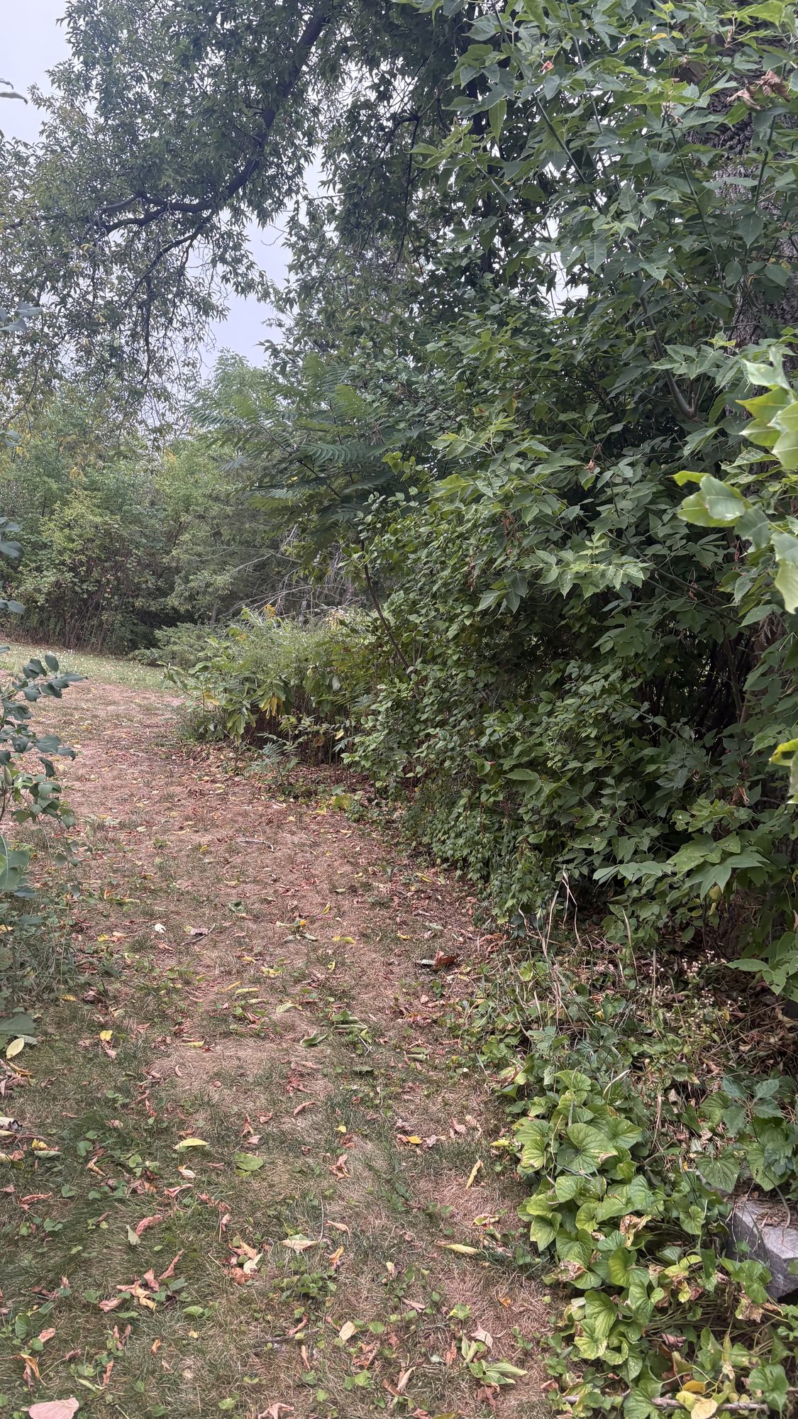 Portrait view showing height of overgrown shrubs and vegetation towering above garden beds
