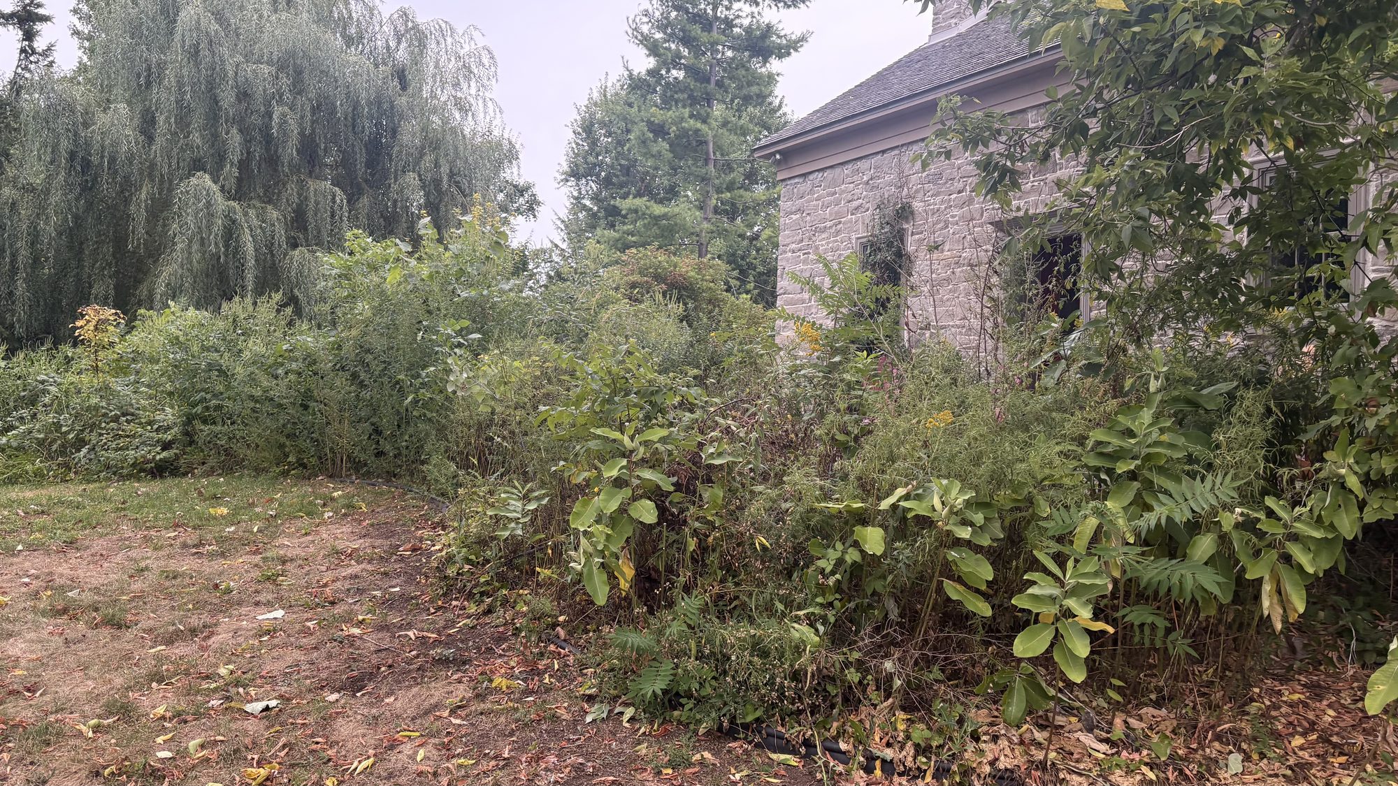 Another angle of overgrown Winchester property before the complete overhaul begins
