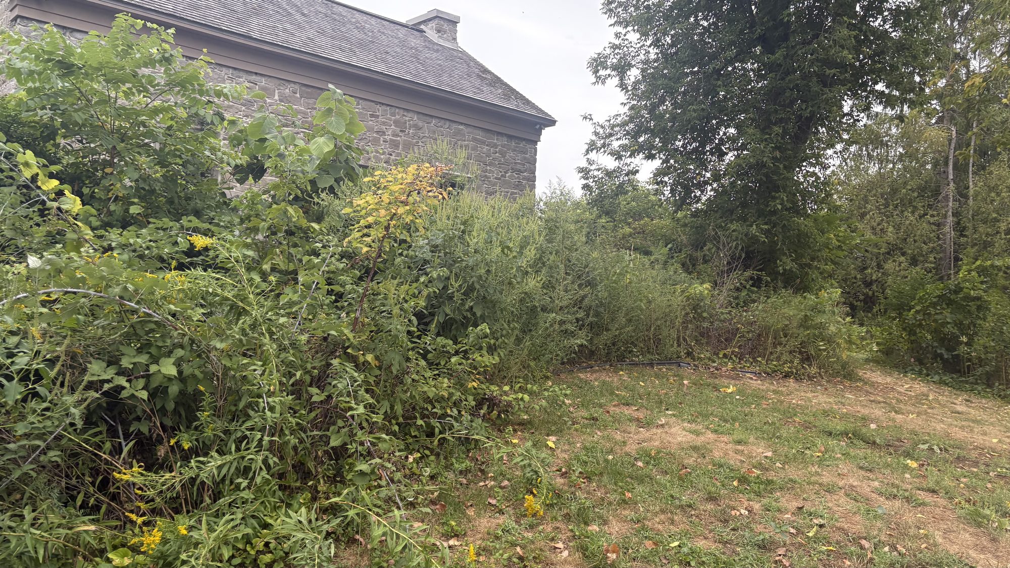Panoramic view of the entire neglected Winchester property before CleanYards restoration work