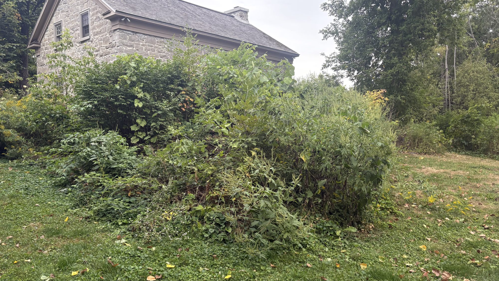 Last views of neglected Winchester property before major restoration and cleanup project