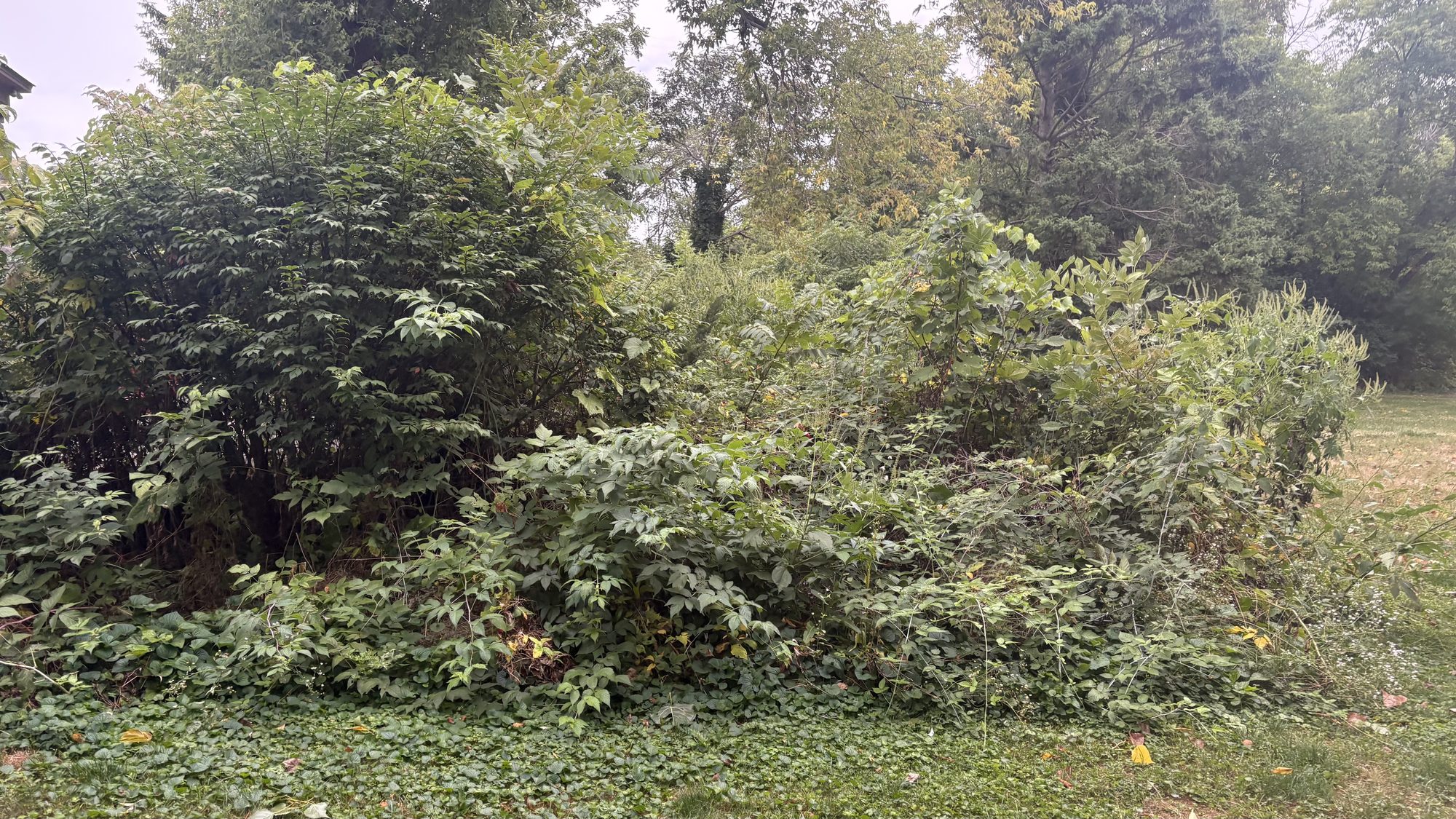 Additional section of overgrown Winchester property documented before cleanup work