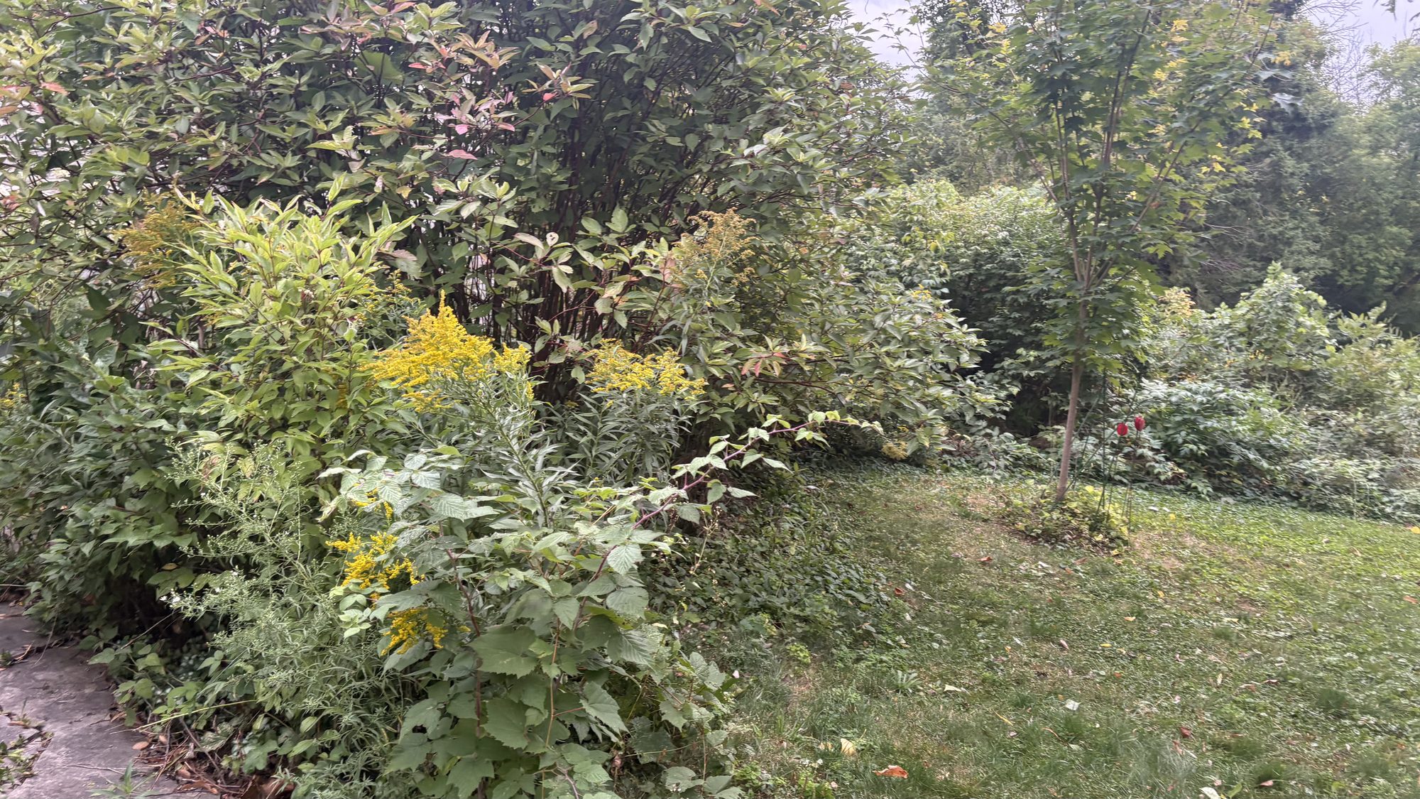 Final documentation of overgrown conditions across the Winchester property before work begins