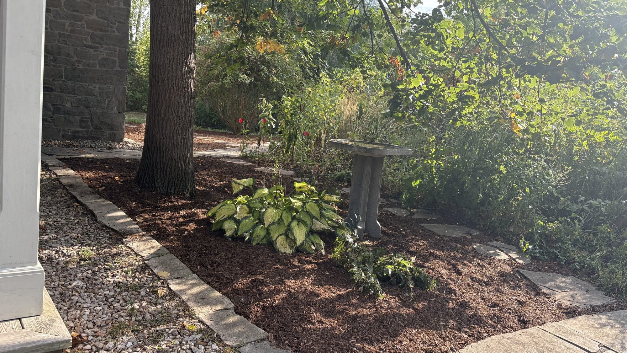 Cleared and restored garden section showing dramatic before and after change on Winchester property