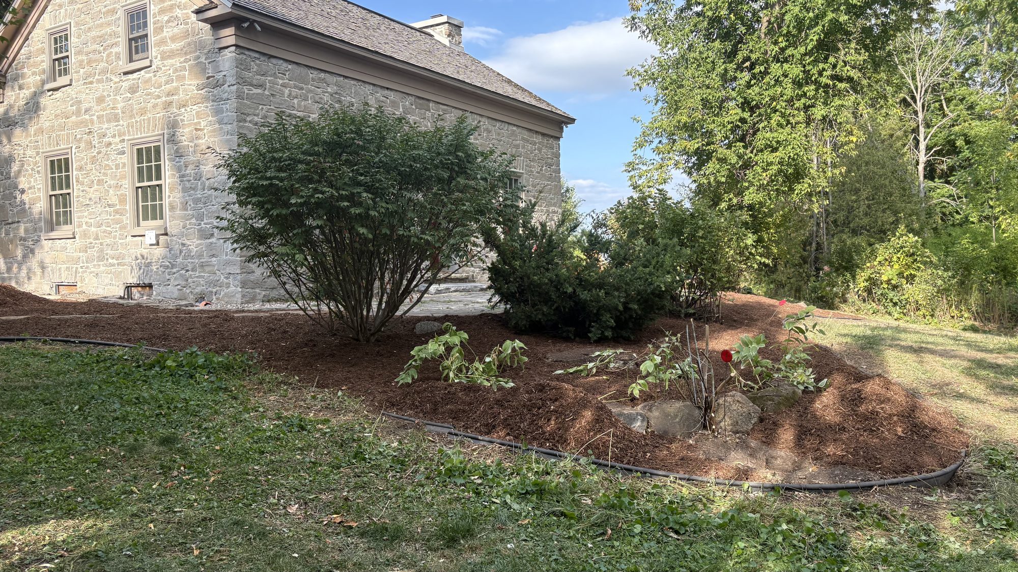Transformed garden area showing clean mulch beds and shaped plantings in Winchester