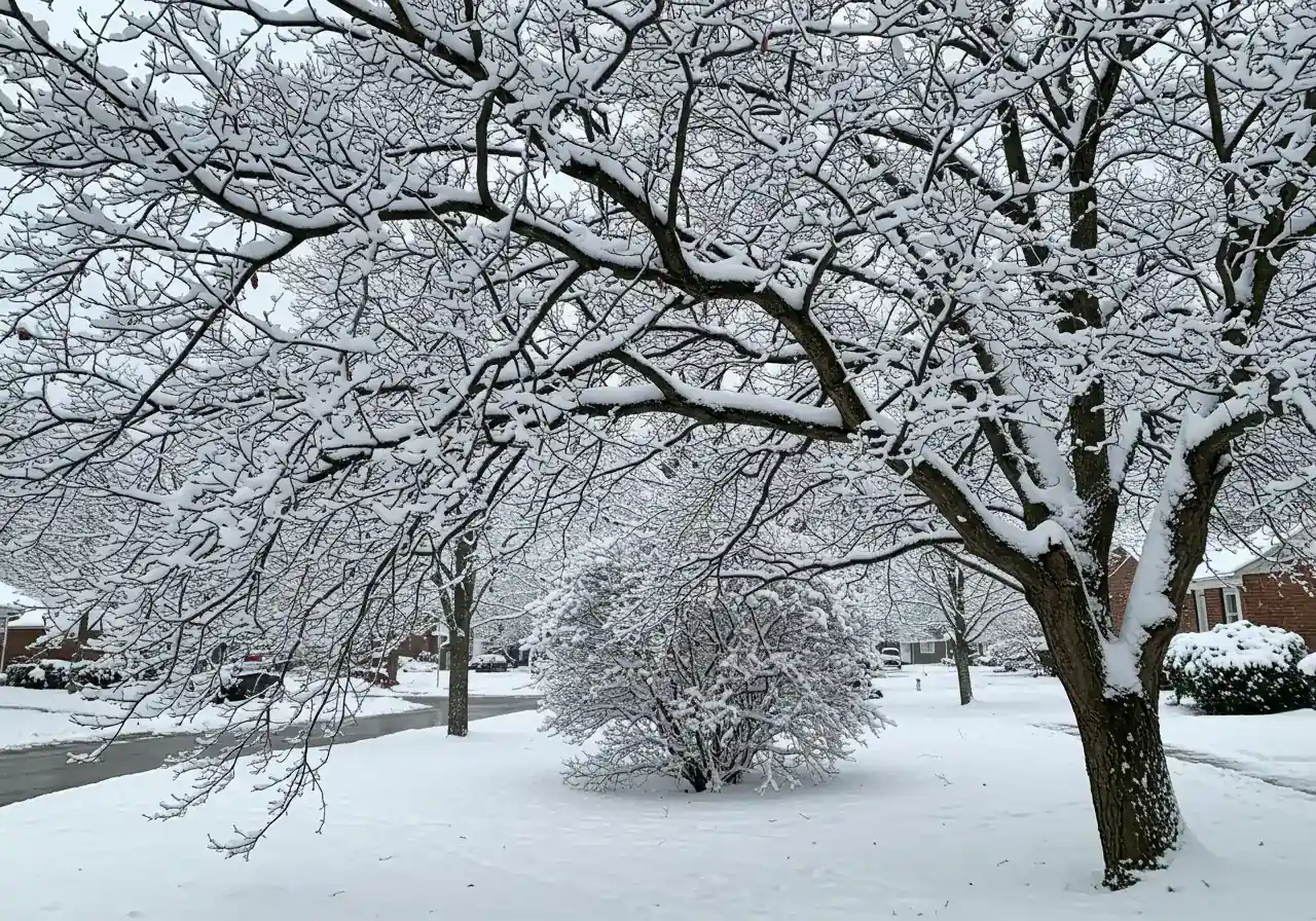 A medium shot capturing a deciduous tree branch heavily weighed down and bending significantly under a load of wet, clinging snow during winter. The image should convey the stress and potential breakage risk described in point 1 ('Dodging the Snow & Ice Knockout Punch'), set against a typical suburban winter background.