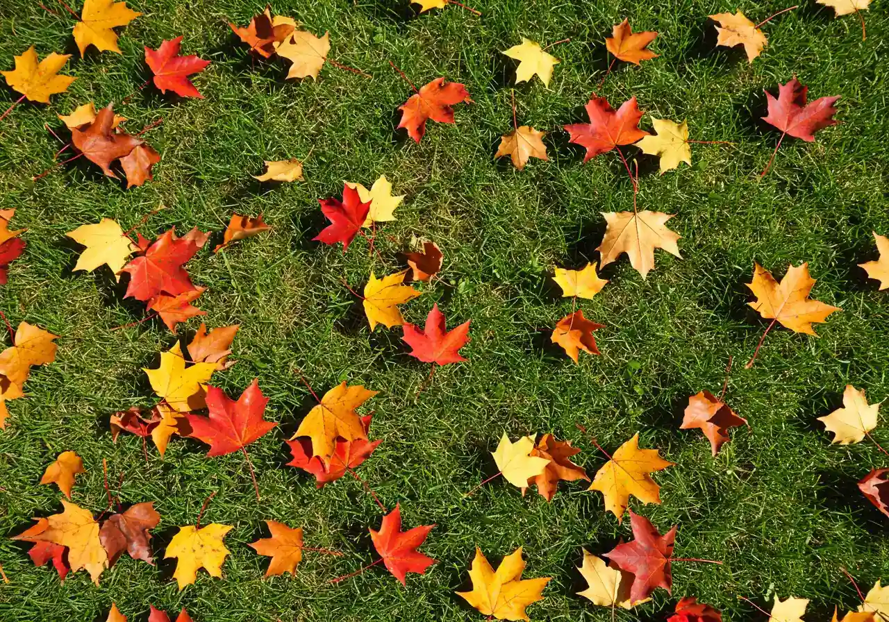 An overhead view of a lawn partially covered in a thick layer of colourful fall leaves, illustrating the need for leaf management to prevent smothering the grass.