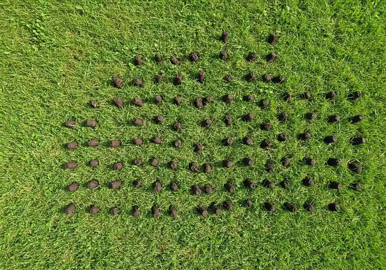An overhead or slightly angled photograph showing a section of residential lawn immediately after core aeration. Numerous small, cylindrical soil plugs are scattered visibly across the green grass surface, clearly illustrating the result of the aeration process described in the text.