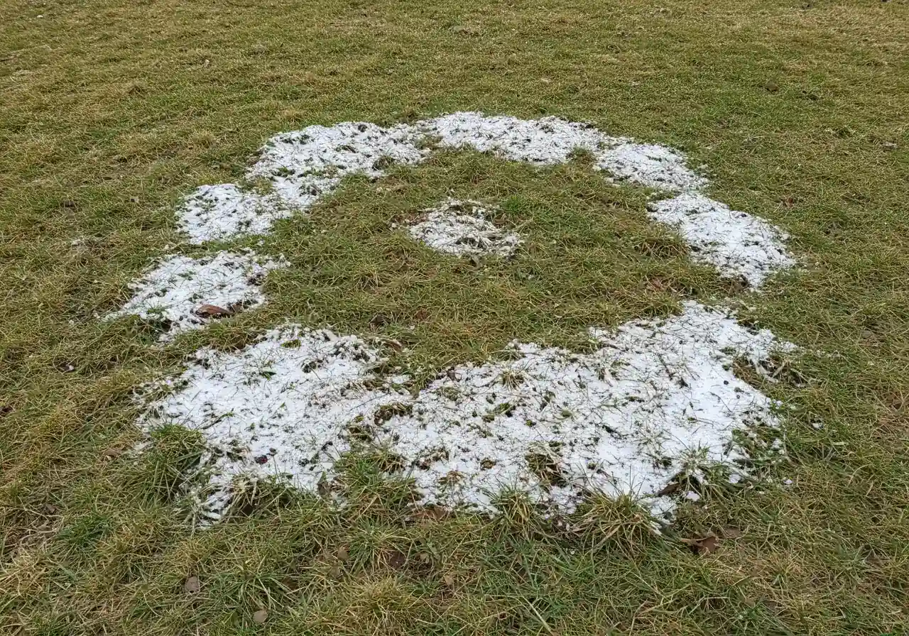 Close-up photograph illustrating lawn damage caused by neglecting leaf cleanup. Focuses on a patch of unhealthy lawn grass in early spring, revealing circular patches of greyish-white, matted grass indicative of snow mold damage resulting from being smothered by wet leaves under snow. Surrounding grass is beginning to green up, highlighting the damaged area.
