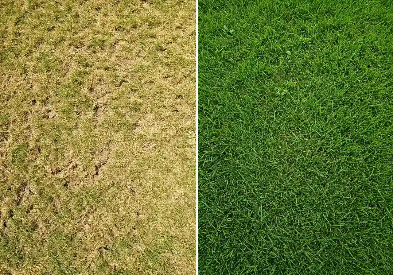 A split-image or side-by-side comparison visually demonstrating the difference between heat-stressed grass and healthy grass. One side shows patchy, slightly yellowed/brownish grass with visible dry soil, conveying stress. The other side shows dense, vibrant green, healthy turf.