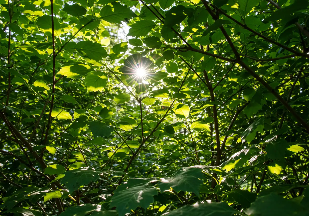 A visually clear example of improved light and air circulation within a shrub after light summer thinning. Focus on the sunlight filtering through the leaves to the inner branches, illustrating the benefit described in the text.