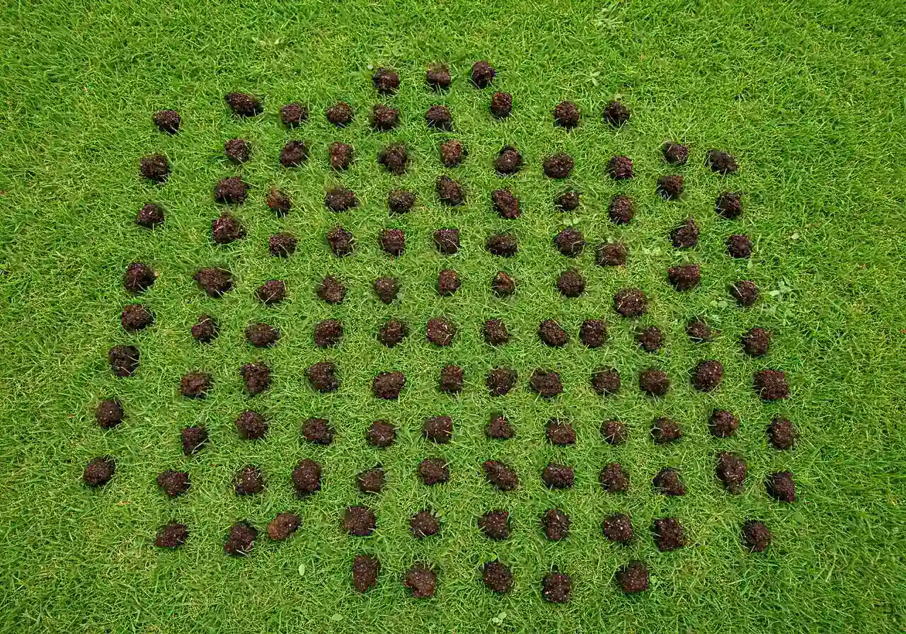 An overhead close-up view of a lawn section immediately after core aeration. The image should clearly show numerous small, cylindrical soil plugs scattered across the surface of the greening grass, illustrating the result of the aeration process and the loosening of the soil.