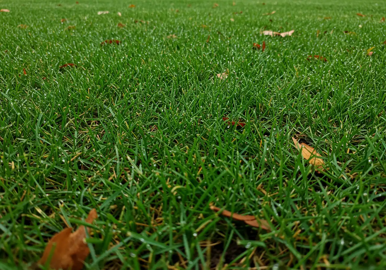 A close-up, low-angle view of a dense, healthy lawn prepared for fall. The grass blades should be vibrant green and cut relatively tall (approx 3 inches). Some tiny chopped leaf fragments (mulched leaves) could be visible mixed in at the soil level, indicating recent mulching mowing. Morning dew might be present on the blades.