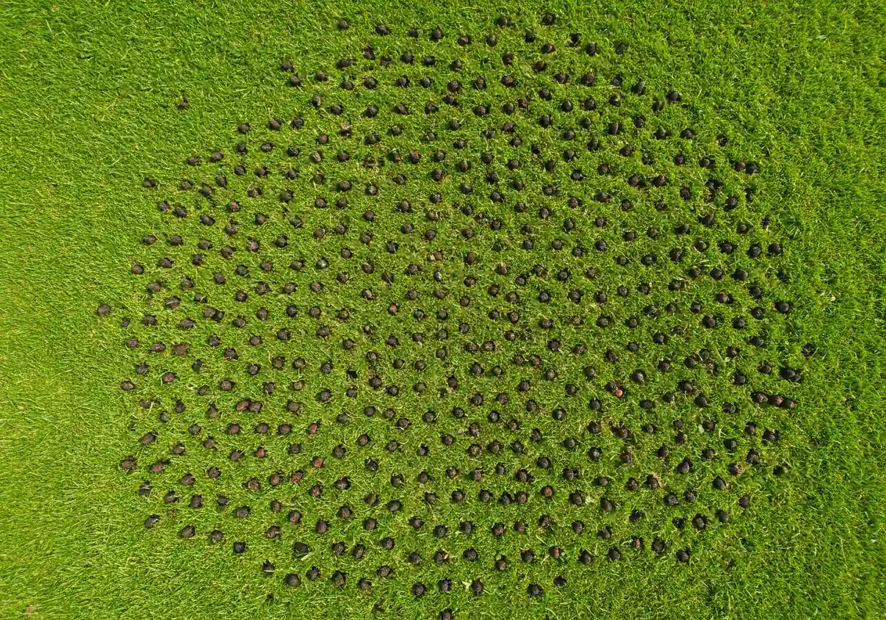 A detailed overhead shot of a residential lawn immediately after core aeration. The image should clearly show the pattern of small soil plugs scattered across the surface of the green turf, visualizing the aeration process without showing any machinery or people.